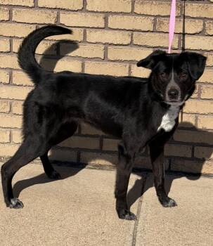 Nebula -  Shepherd Dog Available for Adoption in Columbus, Nebraska - Nebula | PetCurious