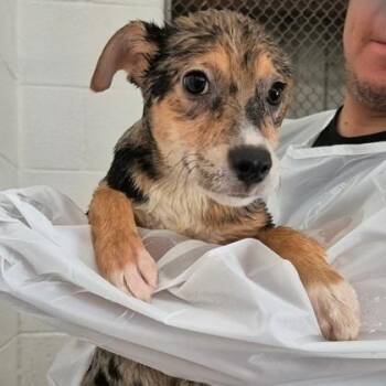 Cookie Monster -  Australian Shepherd and Mixed Breed Dog for Adoption in Morton Grove, Illinois - Cookie Monster | PetCurious