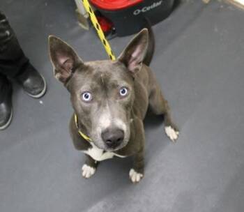 Terrier and Mixed Breed Dogs Available for Adoption in Picayune, Mississippi - Acadia | PetCurious