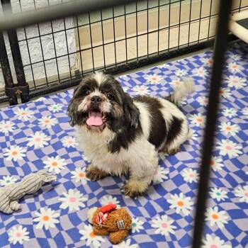 Kona-Foster Home Needed -  Shih Tzu Dog for Adoption in Hartland, Wisconsin - Kona-Foster Home Needed | PetCurious