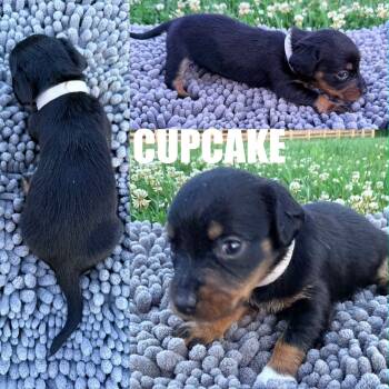 Cupcake -  Dachshund Dog for Adoption in Spring Hill, Tennessee - Cupcake | PetCurious