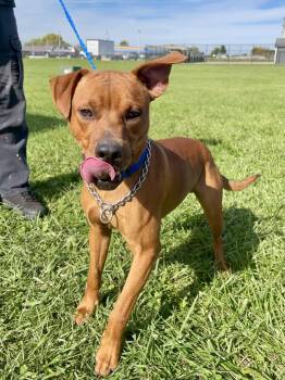 Mixed Breed Dogs Available for Adoption in Washington Court House, Ohio - Ty | PetCurious