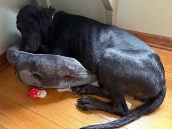 Nessie -  Great Dane and Labrador Retriever Dog for Adoption in Mundelein, Illinois - Nessie | PetCurious