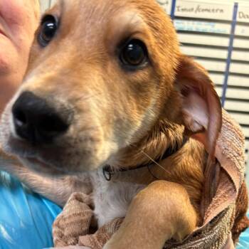Xavier -  Labrador Retriever Dog for Adoption in South Elgin, Illinois - Xavier | PetCurious