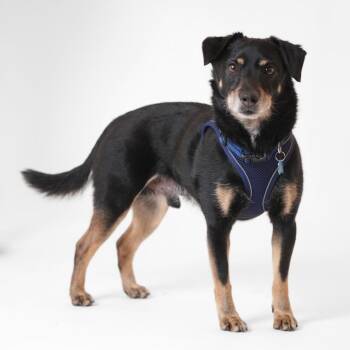 Terrier Dogs Available for Adoption - Holden 13805 | PetCurious