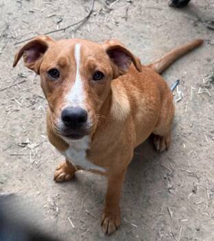 Gail  -  Mixed Breed Dog Available for Adoption in Northwood, New Hampshire - Gail  | PetCurious