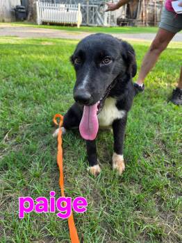 Paige -  Flat Coated Retriever Dog for Adoption in Tyler, Texas - Paige | PetCurious