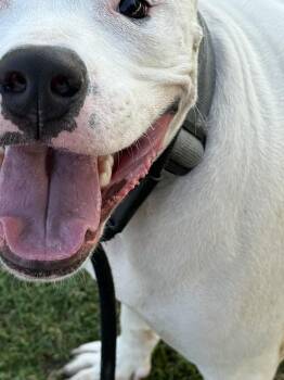 Rescue Pit Bull Terrier Dogs for Adoption in Eagle, Idaho - Ace | PetCurious