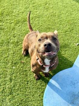 Mixed Breed Dogs Available for Adoption - Bailey - 2 | PetCurious