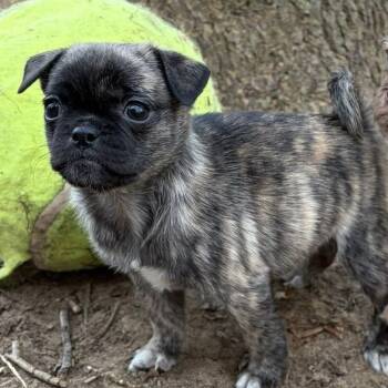 Pug and Maltese Dogs Available for Adoption in Alma, Michigan - Dallas | PetCurious