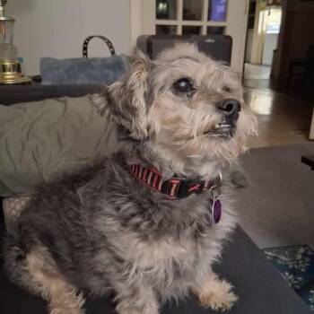 Rescue Shih Tzu Dogs for Adoption in St. Thomas, Ontario - Jasmine | PetCurious