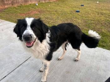 Border Collie Dogs Available for Adoption in Winter Park, Colorado - Bubbles | PetCurious