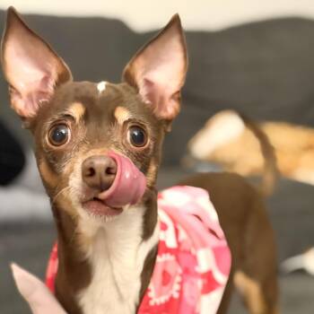 Chihuahua Dogs Available for Adoption - Silhouette | PetCurious