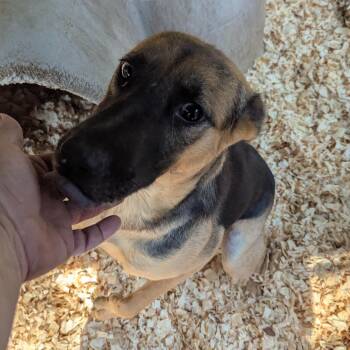 SUSIE Q -  German Shepherd Dog Dog for Adoption in Fosters, Alabama - SUSIE Q | PetCurious