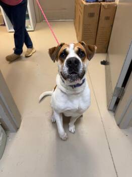 Reese -  Boxer Dog for Adoption in Johnson City, Tennessee - Reese | PetCurious