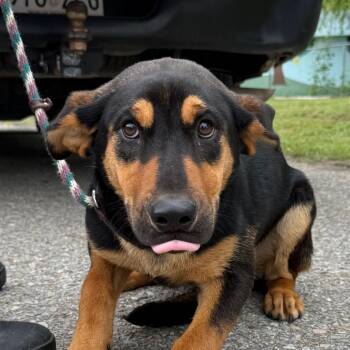 Hound and Mixed Breed Dogs Available for Adoption in Jacksonville, Arkansas - Rey | PetCurious