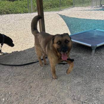 Mixed Breed Dogs Available for Adoption in Auburn, Alabama - Hayes | PetCurious