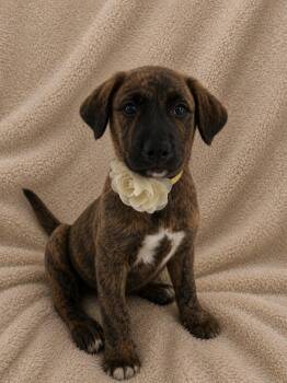Dutch Shepherd and Terrier Dogs Available for Adoption in Poway, California - Millie | PetCurious