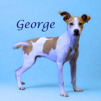 Rescue Hound and Jack Russell Terrier Dogs for Adoption in Lebanon, Tennessee - George D25-156 | PetCurious