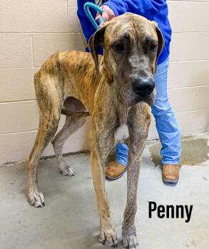 Rescue Great Dane Dogs for Adoption in Clearfield, Kentucky - Penny | PetCurious
