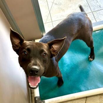 Rescue Terrier and Mixed Breed Dogs for Adoption in Honolulu, Hawaii - Mocha Frappe Chocolate Milkshake | PetCurious