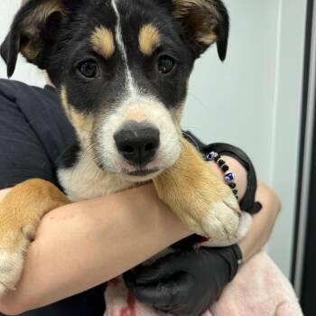 Shepherd Dogs Available for Adoption in Abilene, Texas - Fettuccini | PetCurious