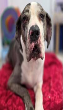 DJANGO -  Great Dane and Mastiff Dog for Adoption in Huntington, New York - DJANGO | PetCurious