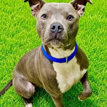 Bucky -  Terrier Dog for Adoption in Battle Creek, Michigan - Bucky | PetCurious