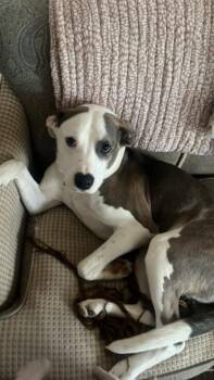 Pit Bull Terrier Dogs Available for Adoption - Silver (Courtesy Post) | PetCurious