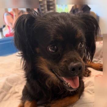 Noah -  Mixed Breed Dog for Adoption in Philadelphia, Pennsylvania - Noah | PetCurious
