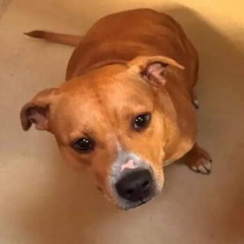 Lady -  Mixed Breed Dog for Adoption in Bismarck, North Dakota - Lady | PetCurious