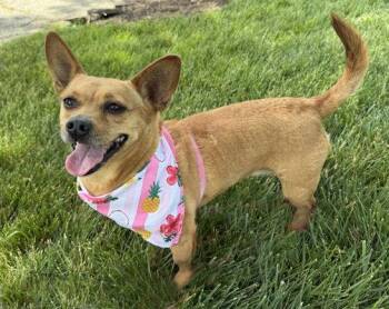 Dena -  Corgi and Chihuahua Dog for Adoption in Arlington, Virginia - Dena | PetCurious