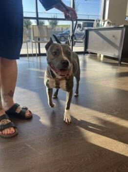 Celery Stick -  Mixed Breed Dog for Adoption in Atlanta, Georgia - Celery Stick | PetCurious