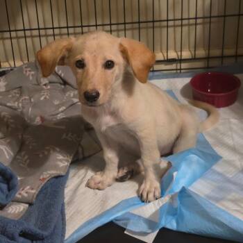 Sassy -  Mixed Breed Dog for Adoption in Little Rock, Arkansas - Sassy | PetCurious