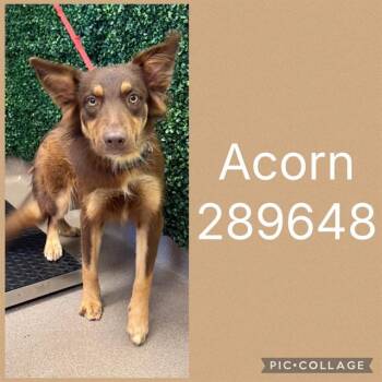 ACORN -  Border Collie Dog for Adoption in Macon, Georgia - ACORN | PetCurious