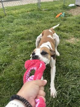 Mixed Breed Dogs Available for Adoption in Moundsville, West Virginia - Luna Lu  | PetCurious