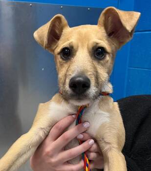 Terrier Dogs Available for Adoption in Golden, Colorado - Noly | PetCurious