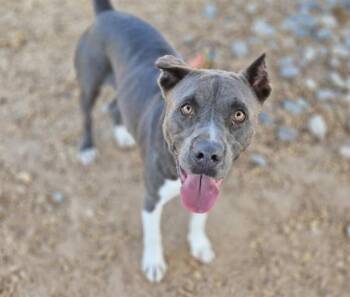 BEAU -  American Bulldog and Mixed Breed Dog for Adoption in Albuquerque, New Mexico - BEAU | PetCurious