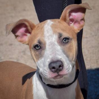 Zola -  American Staffordshire Terrier and Boxer Dog for Adoption in Huntley, Illinois - Zola | PetCurious