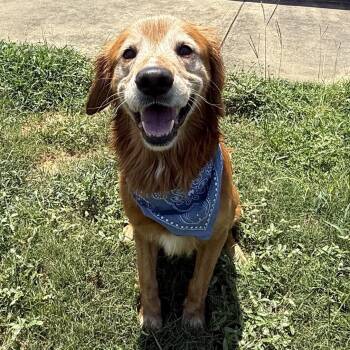 Winston -  Golden Retriever Dog for Adoption in New Canaan, Connecticut - Winston | PetCurious
