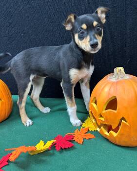 Rescue Rat Terrier and Australian Cattle Dog Blue Heeler Dogs for Adoption in Neillsville, Wisconsin - Teller | PetCurious