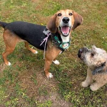 ABBA -  Hound Dog for Adoption in Aldie, Virginia - ABBA | PetCurious
