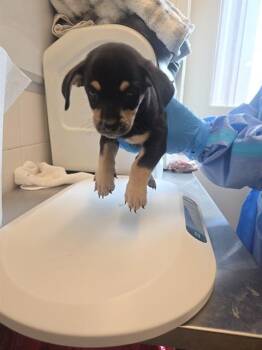 PETRI -  Chihuahua and Mixed Breed Dog for Adoption in Albuquerque, New Mexico - PETRI | PetCurious