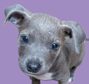 Pit Bull Terrier and Chihuahua Dogs Available for Adoption in Savannah, Georgia - Brussels | PetCurious