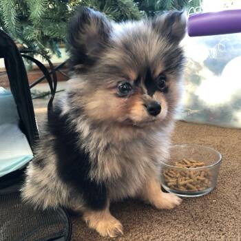 Lili -  Pomeranian Dog for Adoption in Mount Pleasant, South Carolina - Lili | PetCurious