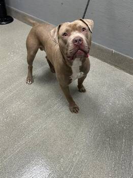 BROWN SUGAH -  Pit Bull Terrier Dog for Adoption in Las Vegas, Nevada - BROWN SUGAH | PetCurious