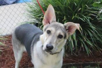 Starling -  German Shepherd Dog and Mixed Breed Dog for Adoption in Brunswick, Georgia - Starling | PetCurious