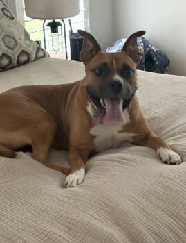 Lady -  Boxer Dog for Adoption in Milton, Georgia - Lady | PetCurious