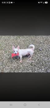 Beir -  Chihuahua and Dachshund Dog for Adoption in Miami, Florida - Beir | PetCurious