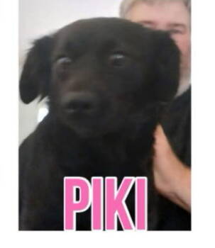 Rescue Yorkshire Terrier and Terrier Dogs for Adoption in Grand Bay, Alabama - Piki | PetCurious